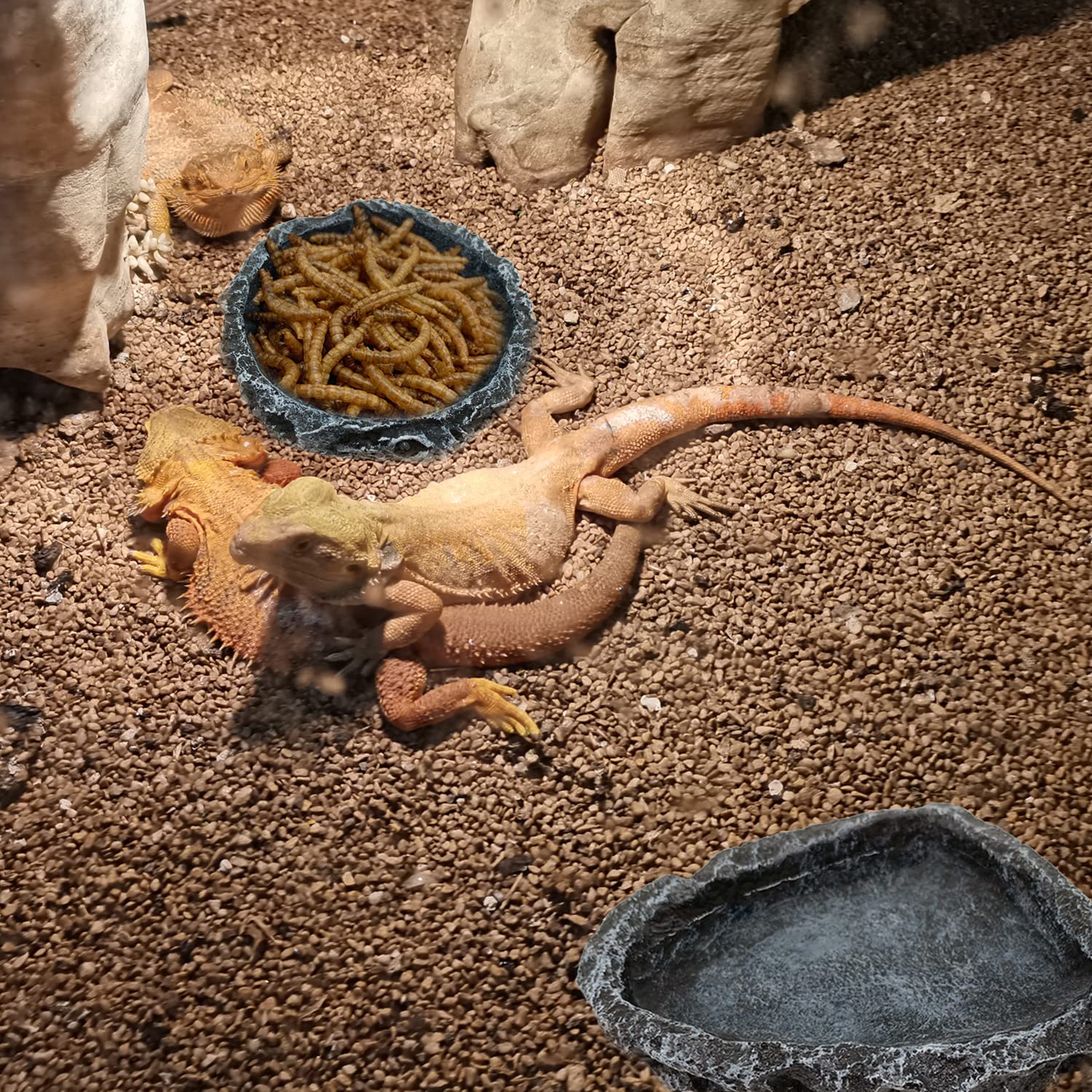 ชามอาหารสัตว์เลื้อยคลานแบบมุมโ - Water Dish Reptile บทวิจารณ์และราคา