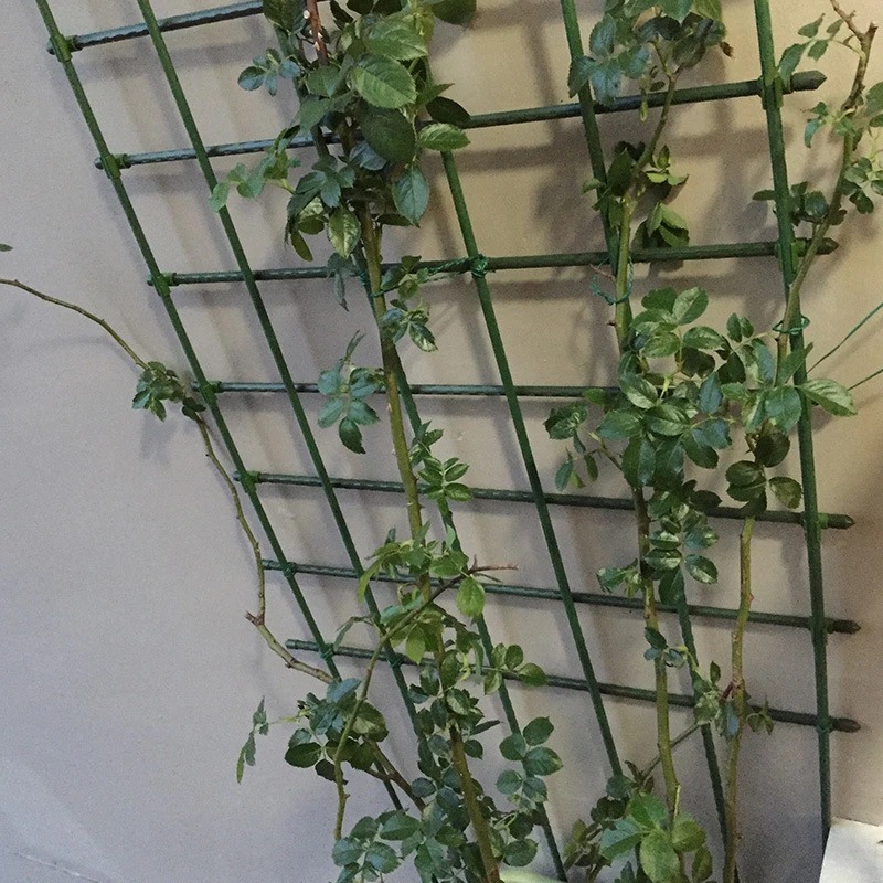 โครงตาข่ายสำหรับปลูกไม้เลื้อย  - Vine Climbing Plastic บทวิจารณ์และราคา